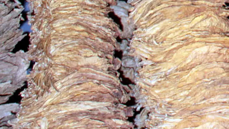 SAMSUN'DA TÜTÜN ÜRETİMİ AZALIYOR