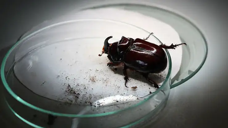 PROF. DR. TUNCER: 'GERGEDAN BÖCEĞİNİN HİÇBİR MADDİ DEĞERİ YOK' 