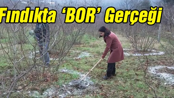 Fındıkta 'BOR' Gerçeği 