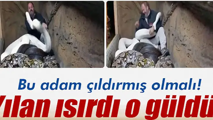 Yılanlarla aynı yuvaya girdi