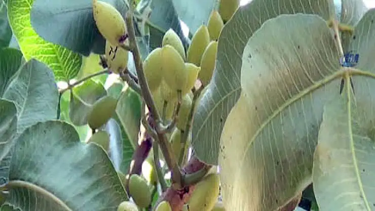 Hedef 4 milyon fıstık fidanı üretimi!