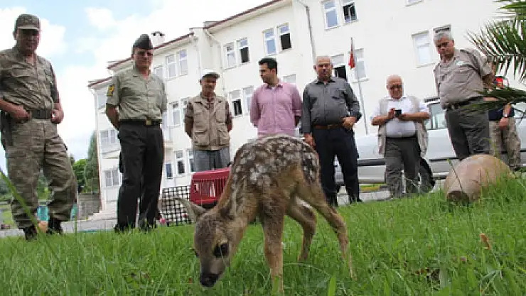 Karaca Yavrusuna Jandarma Şefkati 