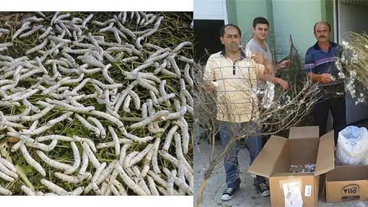 Yakakent'te İpek Böceği Yetiştiriciliği Başladı