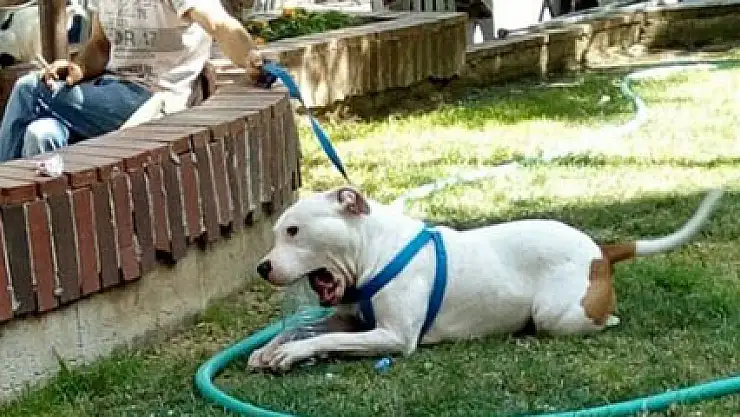 Pitbull 4 yaşındaki çocuğun kulağını kopardı