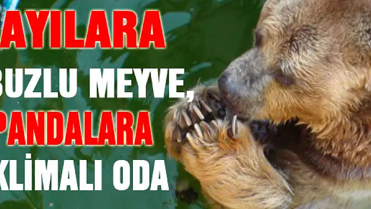 Ayılara buzlu meyve, pandalara klimalı oda