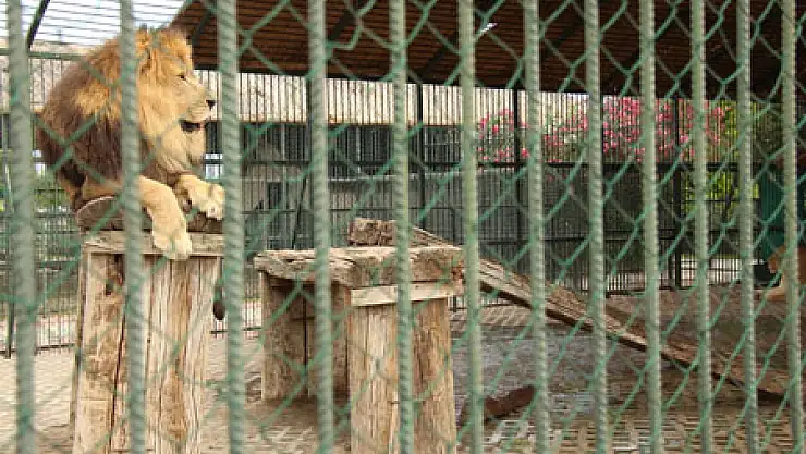 Onlarda Sıcaktan bunalıyor!