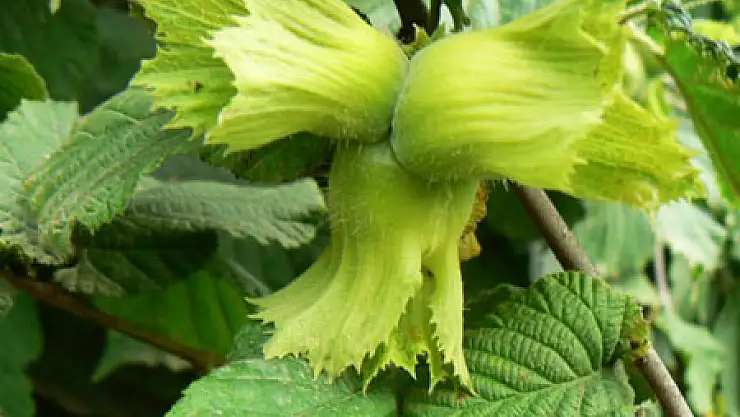 Fındıkta Rekolte Tartışması