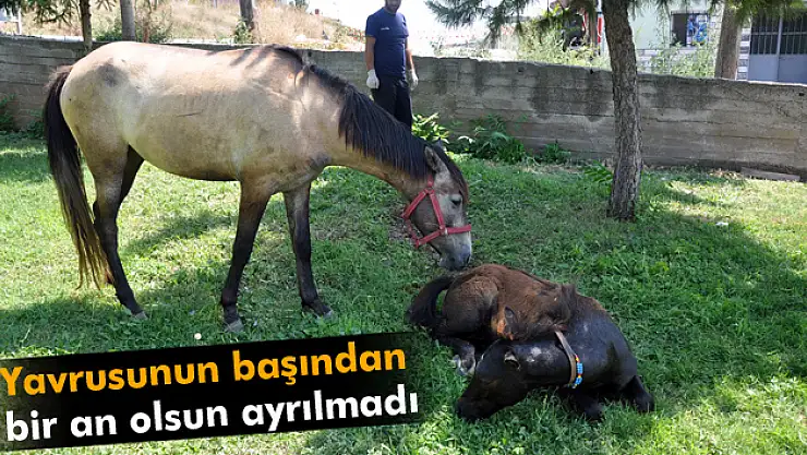 Duvardan atlamak isteyen tay demirlere saplandı
