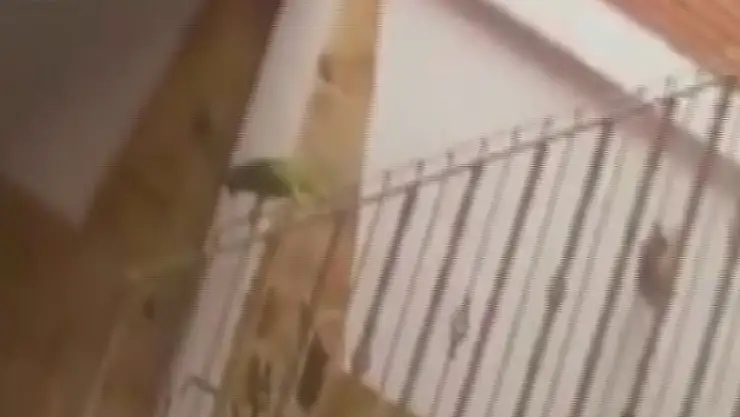 Sevimli papağanın tırabzan keyfi