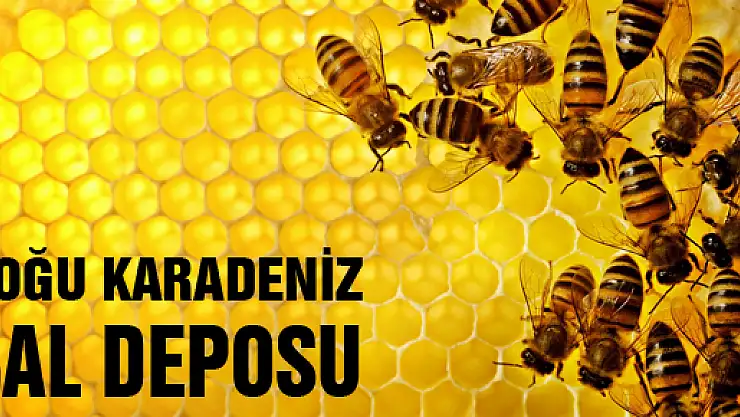DOĞU KARADENİZ BAL DEPOSU 