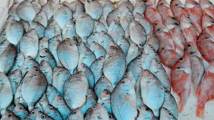 Balık fiyatları altını solladı