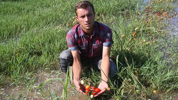 Fabrika suları yüzlerce dönüm sebzeyi çürüttü