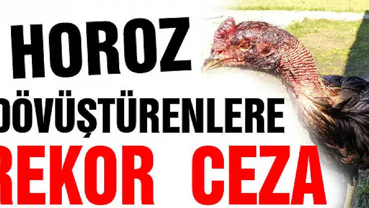 HOROZ DÖVÜŞTÜRENLERE REKOR CEZA 