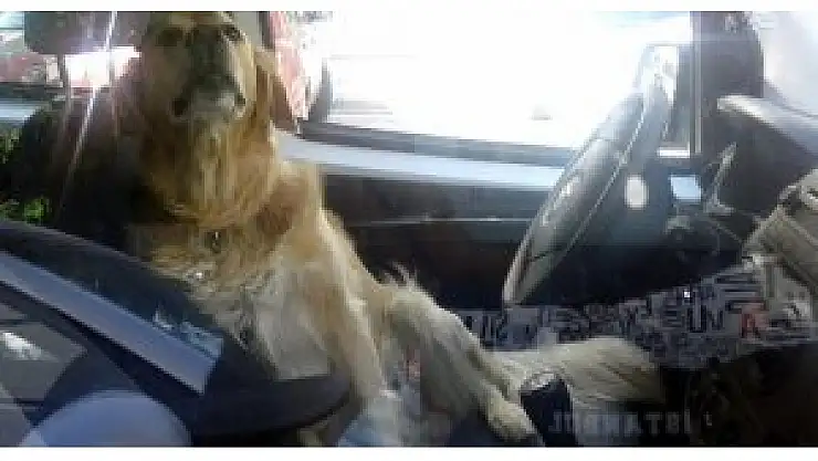 Köpek klimanın tadını çıkardı