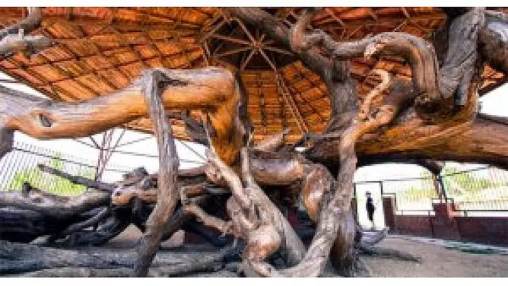 12 asırlık tarihi çam koruma altında