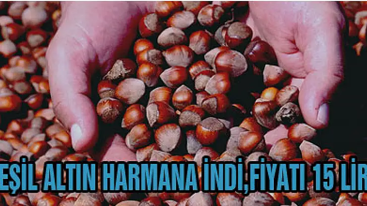 Yeşil altın harmana indi, fiyatı 15 lira