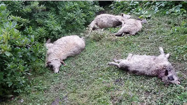 Kurtlar 30 koyunu telef etti