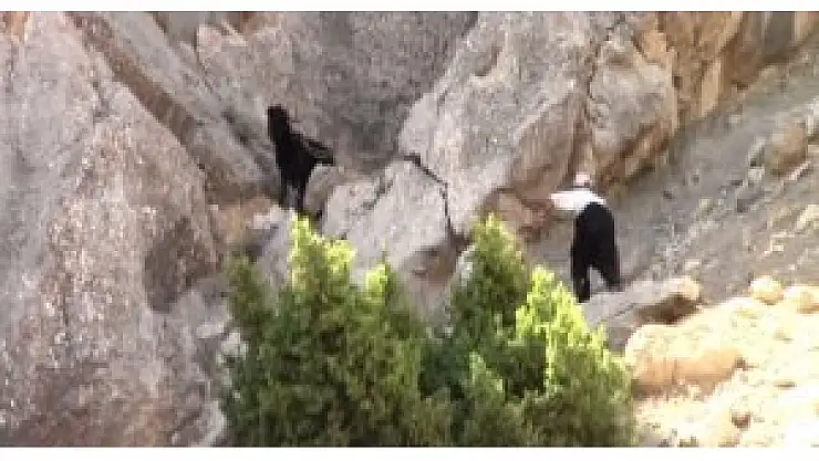 Kayalıklara düşen keçiler 3 gün sonra kurtarıldı