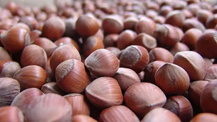 1 TON FINDIK ÇALINDI