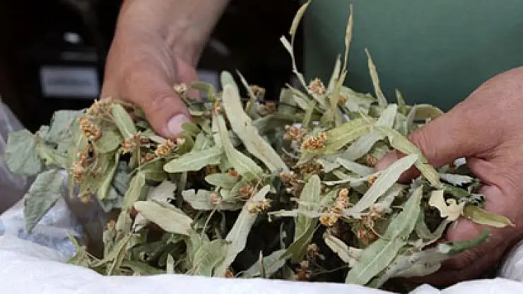 Ihlamur içmek lüks oldu