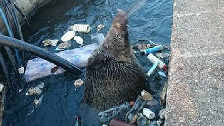 Kanala düşen domuz böyle kurtarıldı