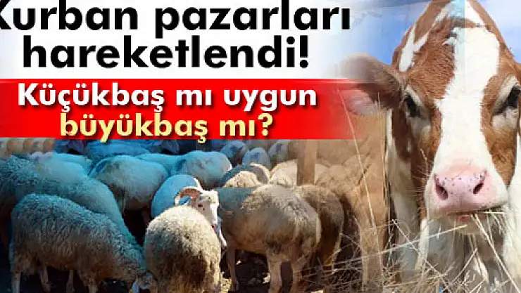 Küçükbaş hayvan büyükbaşa göre daha uygun