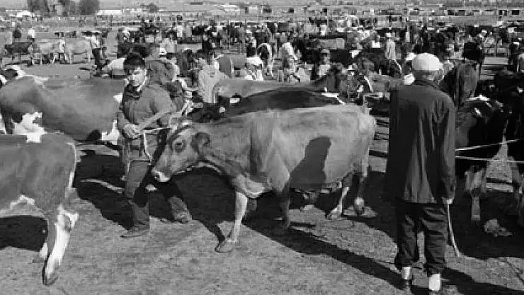 Kurbanlık hayvan alırken dikkat edilmesi gerekenler