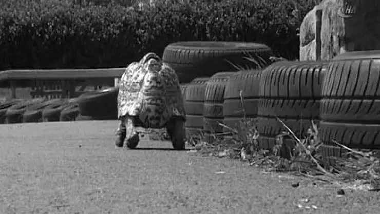 Saniyede 28 santim giderek dünyanın en hızlı kaplumbağası oldu