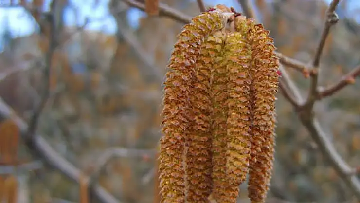 Bal Arılarının Fındık Sırrı