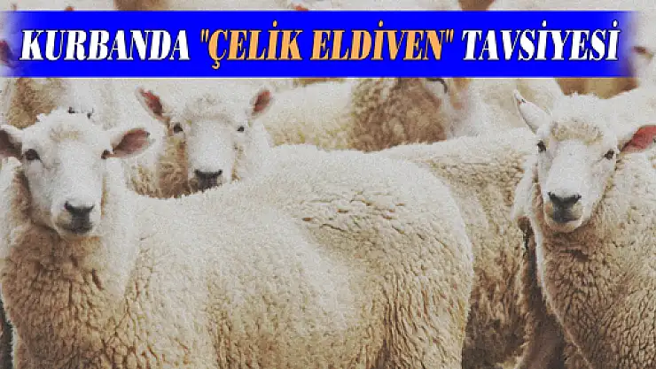 KURBANDA 'ÇELİK ELDİVEN' TAVSİYESİ