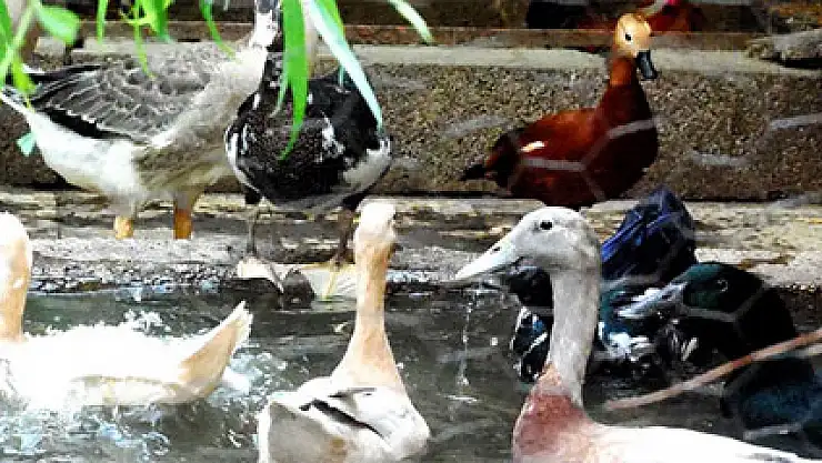 Evini hayvanat bahçesine çevirdi