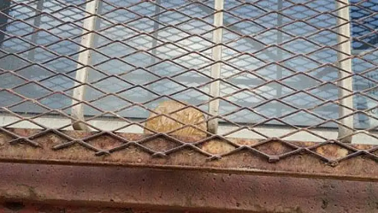 Teröristler ilkokul öğrencilerini hedef aldı