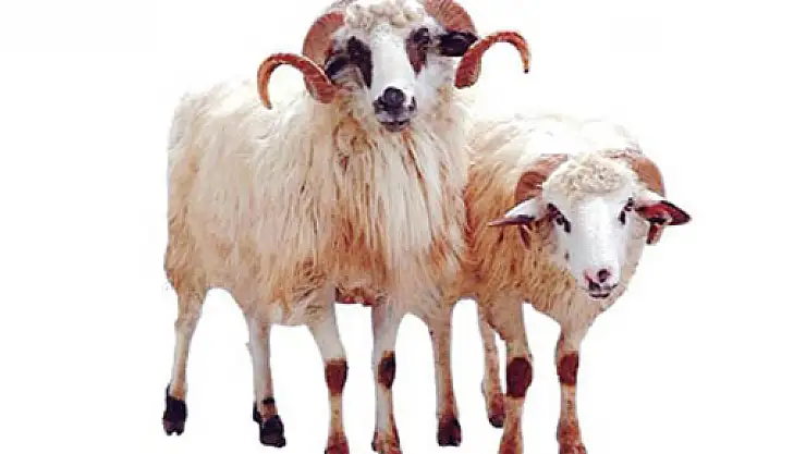 Kurbanlık Satışları Üreticinin Yüzünü Güldürdü