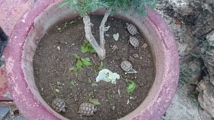 Antalya'da 'kaçak kaplumbağa' operasyonu