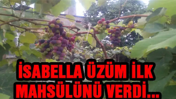 İSABELLA ÜZÜM İLK MAHSÜLÜNÜ VERDİ...