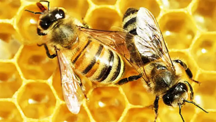 Kraliçelerin besini arı sütü