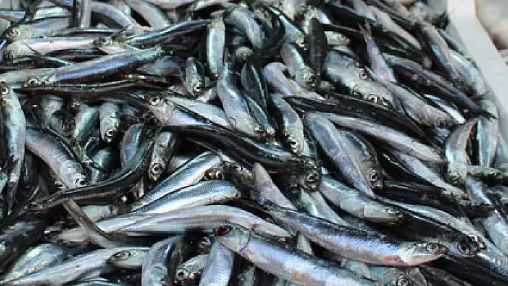 Havalar ısındı hamsi azaldı