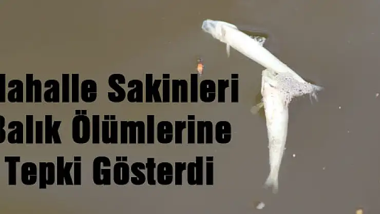 Mahalle Sakinleri Balık Ölümlerine Tepki Gösterdi