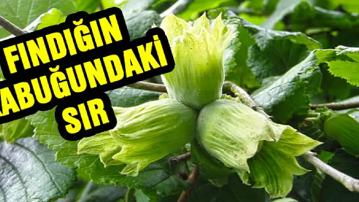 FINDIĞIN KABUĞUNDAKİ SIR