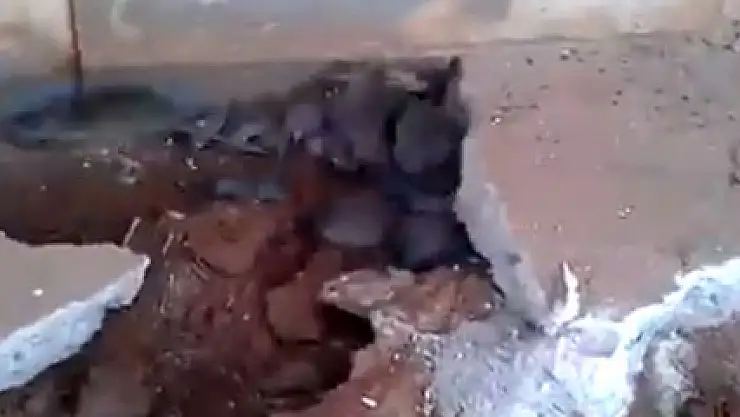 Evin zemininden yüzlerce fare çıktı