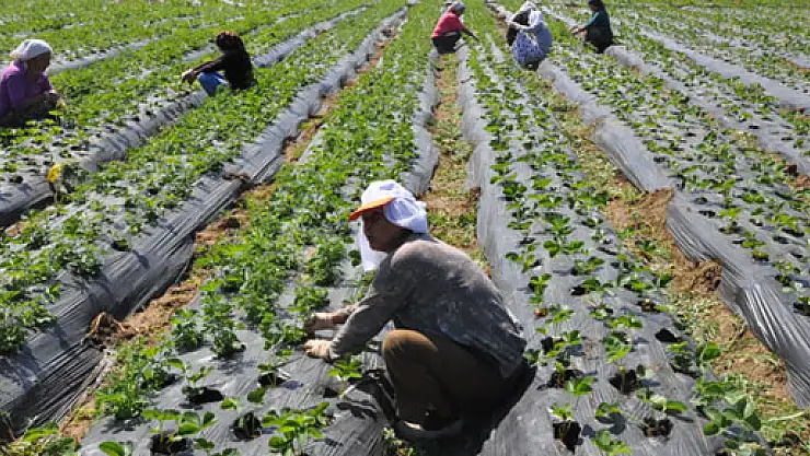 Tarımda istihdam 6 milyonu geçti