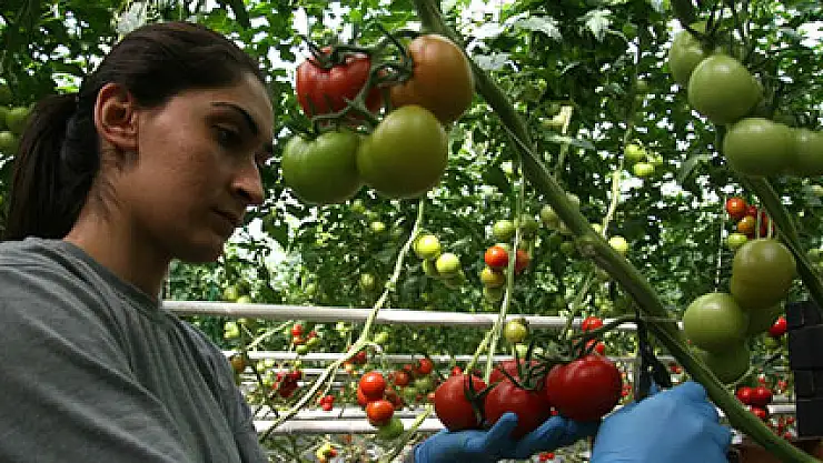 Bunlar da müzik sever domatesler