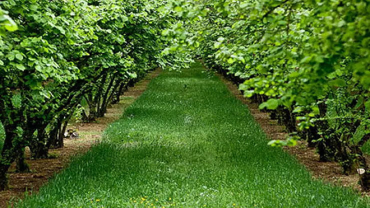 Fındıkta Budama Eğitimi