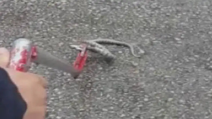 Otomobilin kaputundan engerek yılanı çıktı