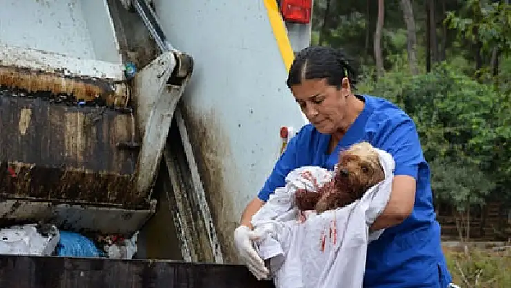 Yaralı köpeği çöpe attılar