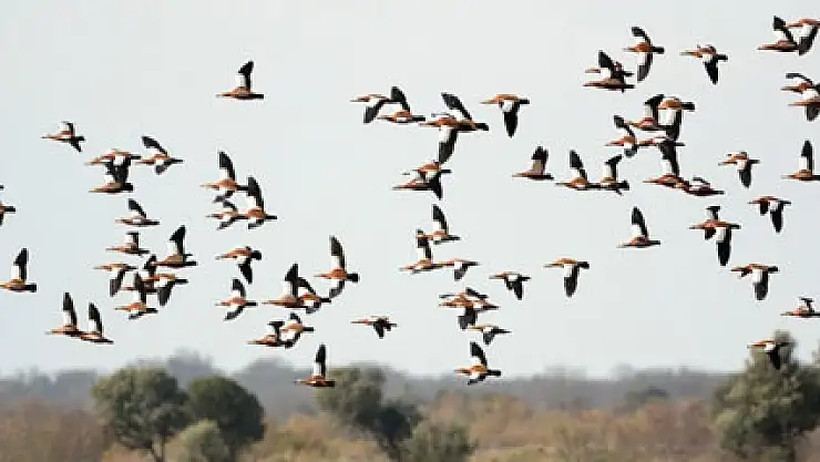 Longoz en güzel zamanını yaşıyor