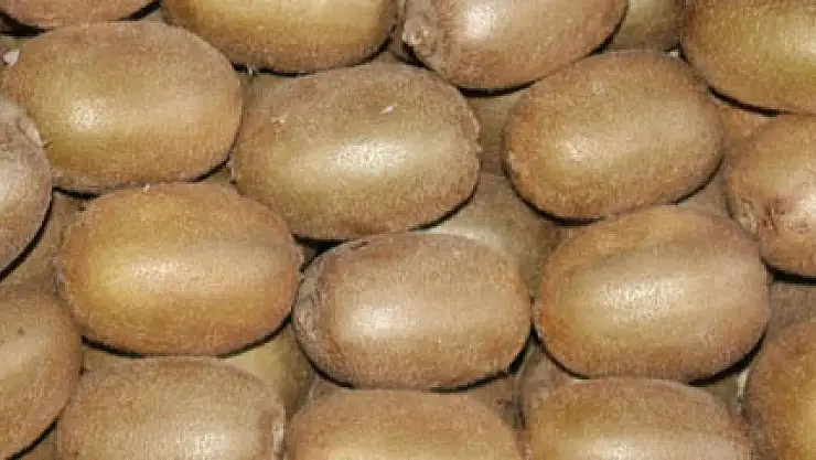 Kivide erken hasat uyarısı