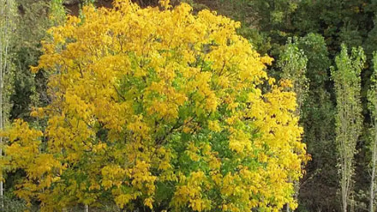 Van'da sonbahar güzelliği
