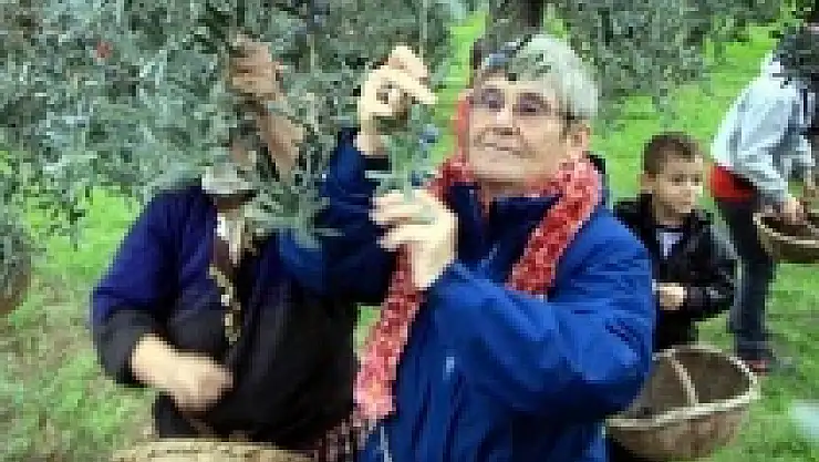 Canan Karatay zeytin topladı