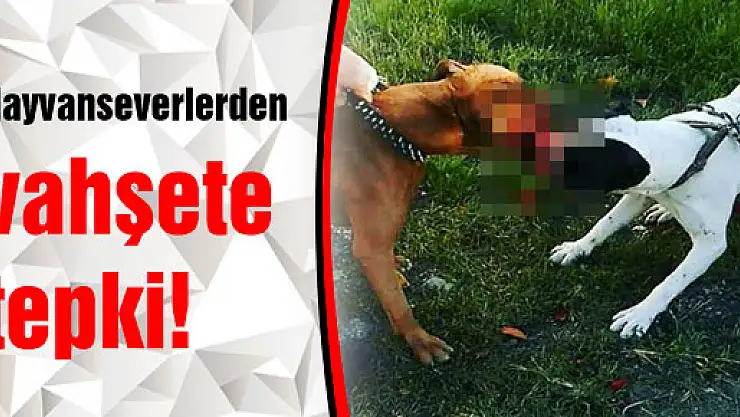 Hayvanseverlerden vahşete tepki!